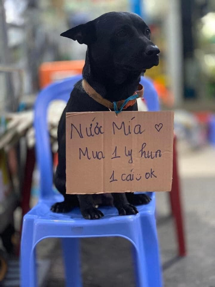 Chó mèo xả thân 'bán mình' để giúp chủ buôn bán, đủ 'thủ đoạn' dụ dỗ khách - 2