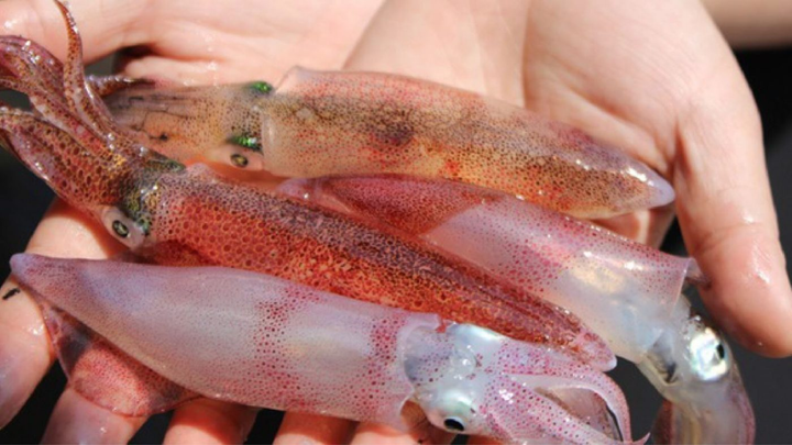 Về xứ Nghệ mà chưa ăn 5 đặc sản này thì thật uổng phí: Nhút là gì mà lạ tai quá? - 2