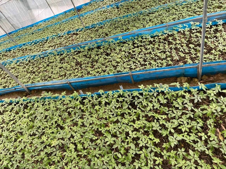 Vườn sâm Ngọc Linh Kon Tum chuẩn quốc tế thực sự ra sao? - 1