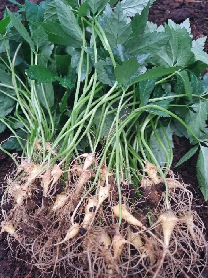 Vườn sâm Ngọc Linh Kon Tum chuẩn quốc tế thực sự ra sao? - 2