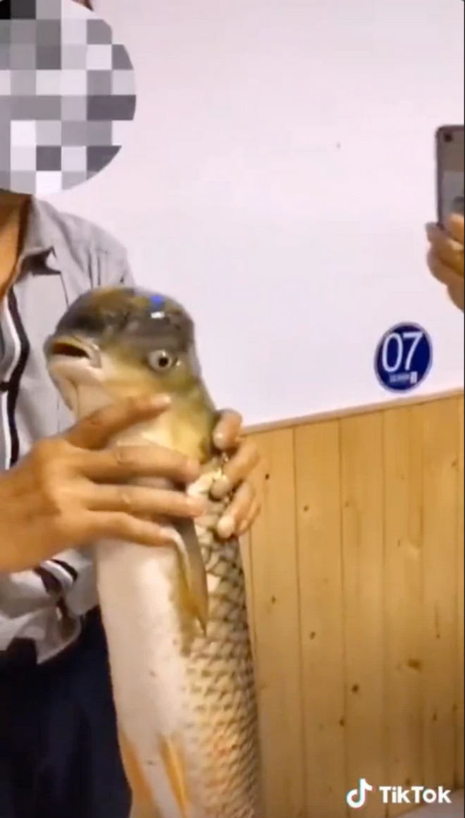 Kỳ thú con cá có phần đầu nửa giống lai với chim, nửa giống cá heo gây xôn xao - 1