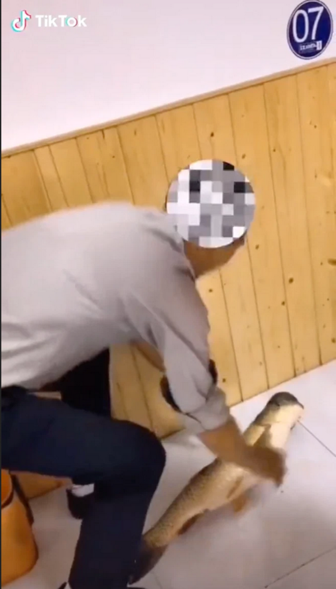 Kỳ thú con cá có phần đầu nửa giống lai với chim, nửa giống cá heo gây xôn xao - 2