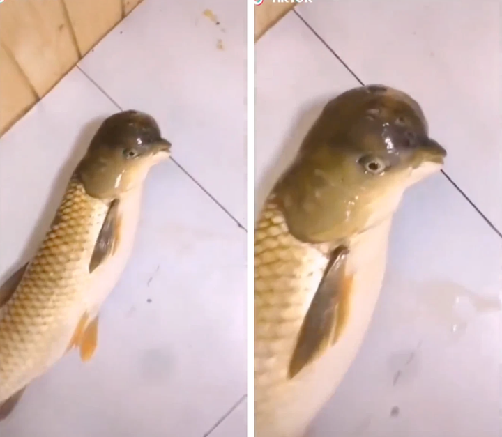 Kỳ thú con cá có phần đầu nửa giống lai với chim, nửa giống cá heo gây xôn xao - 4