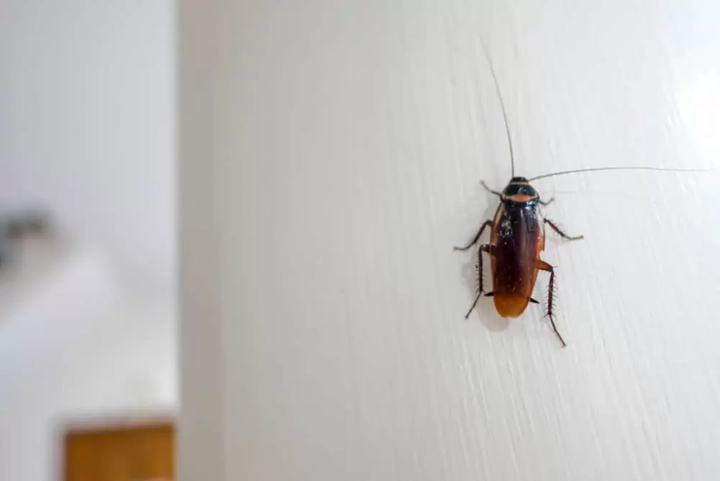 Biến đổi khí hậu giúp ‘đế chế’ gián ngày một phát triển, tiến hóa đáng sợ hơn - 3