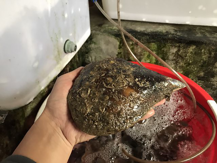 Món bàn mai cực đắt khách ở Quang Ninh, ai muốn ăn phải xếp hàng chờ tới lượt - 1