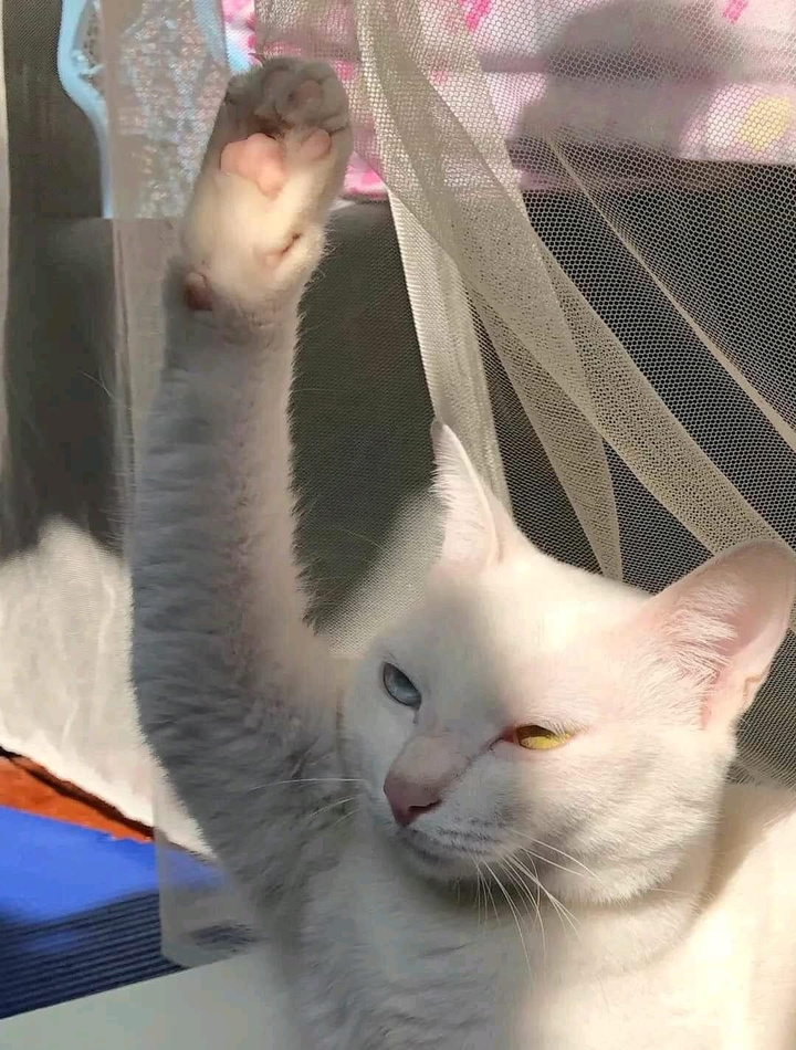 Hết hồn nhìn hội chó mèo 'hóa' thành người, cử chỉ giống không lệch phát nào - 2