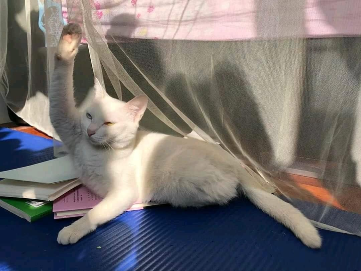 Hết hồn nhìn hội chó mèo 'hóa' thành người, cử chỉ giống không lệch phát nào - 1