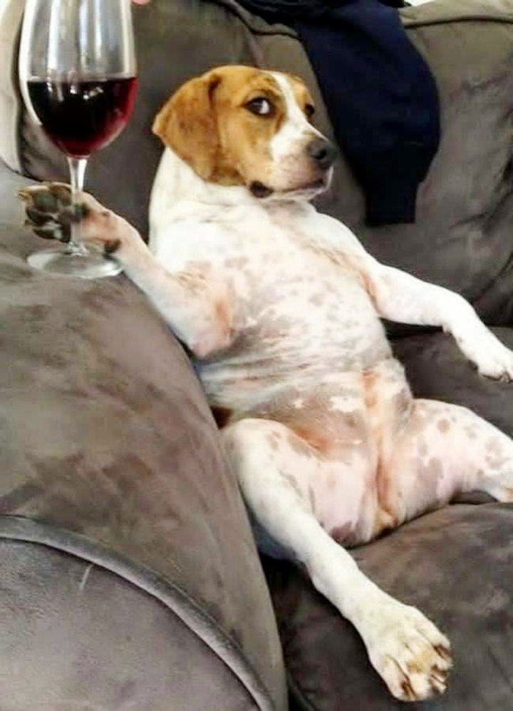 Hết hồn nhìn hội chó mèo 'hóa' thành người, cử chỉ giống không lệch phát nào - 10