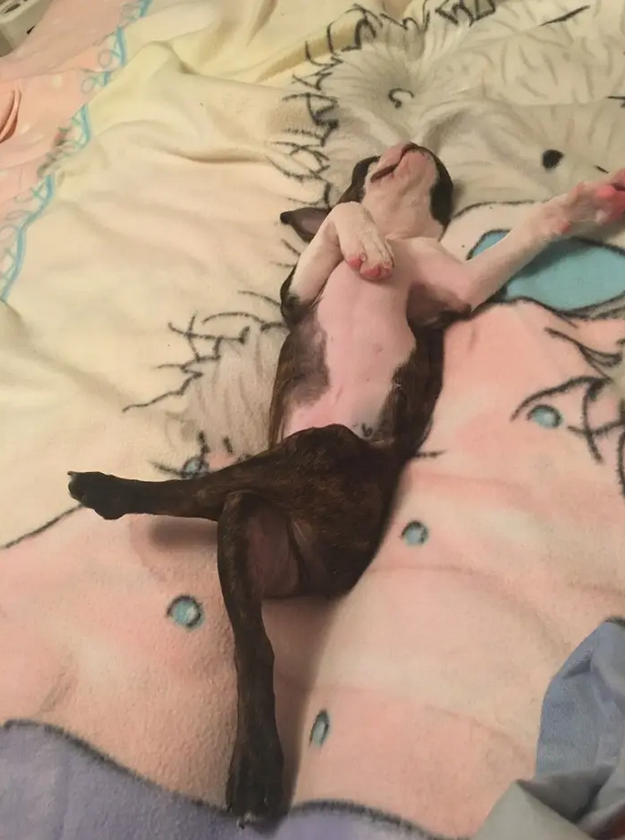 Hết hồn nhìn hội chó mèo 'hóa' thành người, cử chỉ giống không lệch phát nào - 9