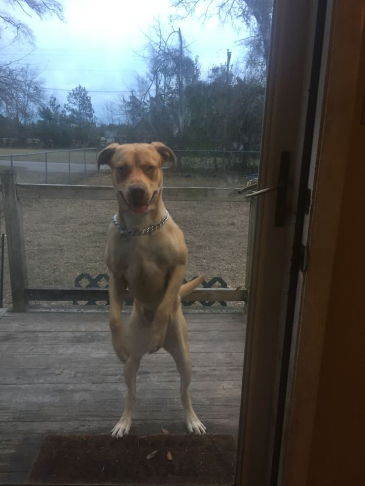 Hết hồn nhìn hội chó mèo 'hóa' thành người, cử chỉ giống không lệch phát nào - 7