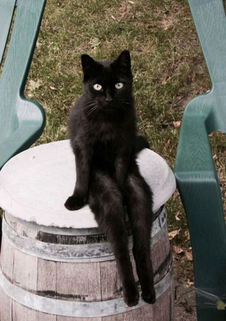 Hết hồn nhìn hội chó mèo 'hóa' thành người, cử chỉ giống không lệch phát nào - 4