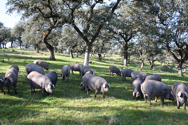 Thịt lợn đắt nhất thế giới, một chiếc đùi có thể lên đến 100 triệu đồng - 2
