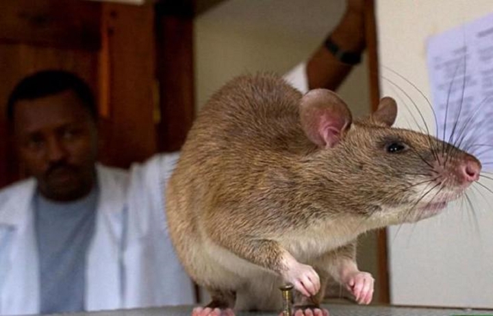 Misterioso rumor sobre ratas caníbales mutantes gigantes tras la explosión nuclear de Chernobyl - 3