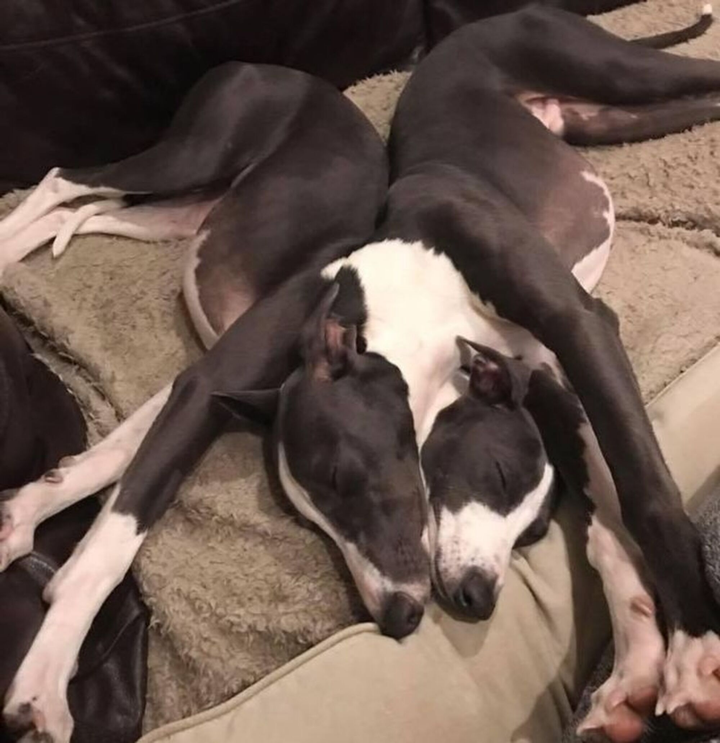 Những bức ảnh 'nhìn vậy mà không phải vậy', 10 người xem thì 9 người bị lừa - 8