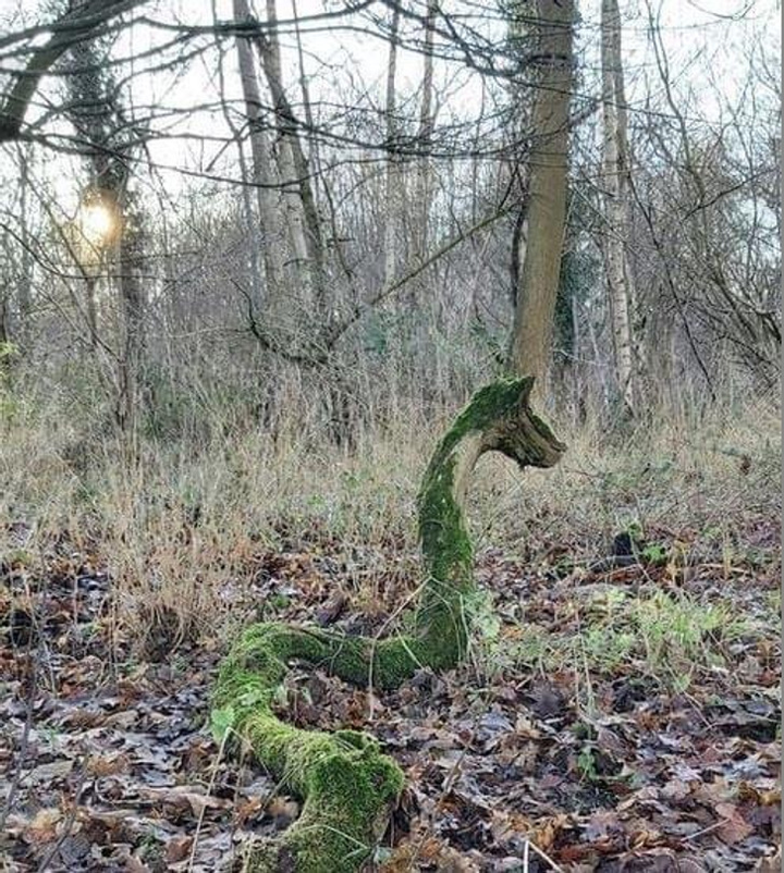 Những bức ảnh 'nhìn vậy mà không phải vậy', 10 người xem thì 9 người bị lừa - 1