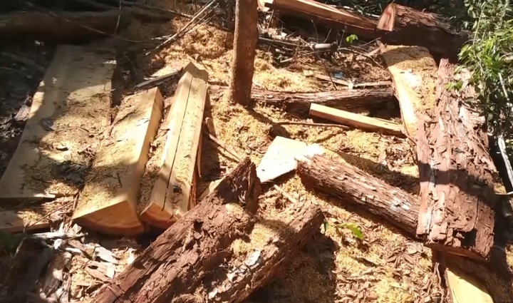 Khẩn trương điều tra vụ khai thác trái phép gỗ Pơ mu quý hiếm ở Đắk Lắk - 1