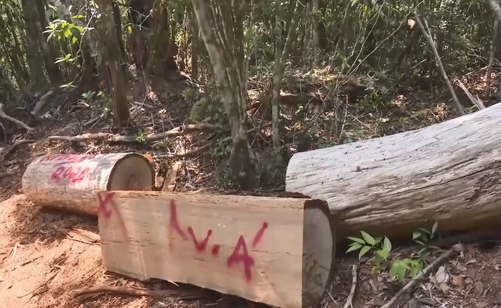 Khẩn trương điều tra vụ khai thác trái phép gỗ Pơ mu quý hiếm ở Đắk Lắk - 2