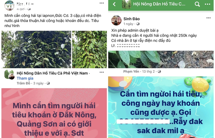 Nhà vườn Tây Nguyên 'đỏ mắt' tìm nhân công thu hái 'vàng đen' - 3