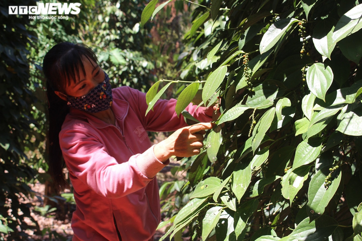 Nhà vườn Tây Nguyên 'đỏ mắt' tìm nhân công thu hái 'vàng đen' - 2