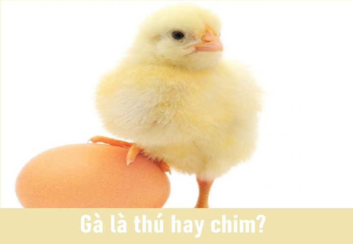 Câu hỏi ngớ ngẩn 'Gà là thú hay chim' nhận nhiều đáp án sốc - 1