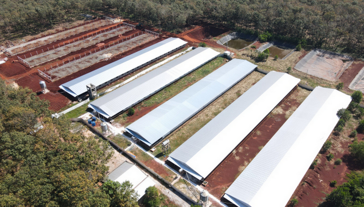 Bình Phước: Trại chăn nuôi heo HTX Phương Thảo bị phạt 192 triệu đồng - 1