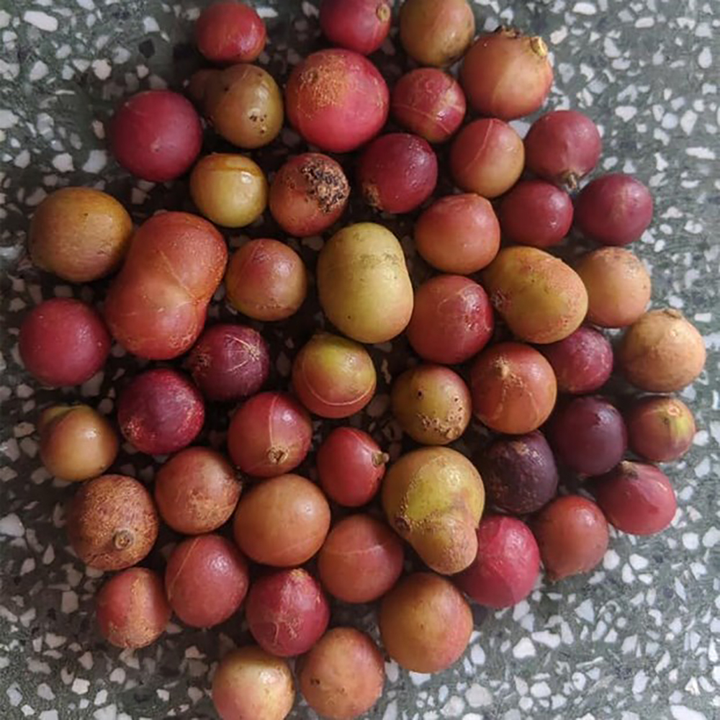 Trái da đá - đặc sản độc nhất vô nhị, muốn ăn phải tìm đến Ninh Thuận mới có - 3