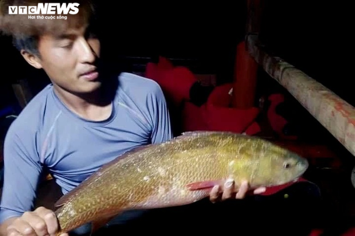 Ngư dân ở Hà Tĩnh bắt được cá 'lạ' gần 6kg nghi sủ vàng quý hiếm - 1