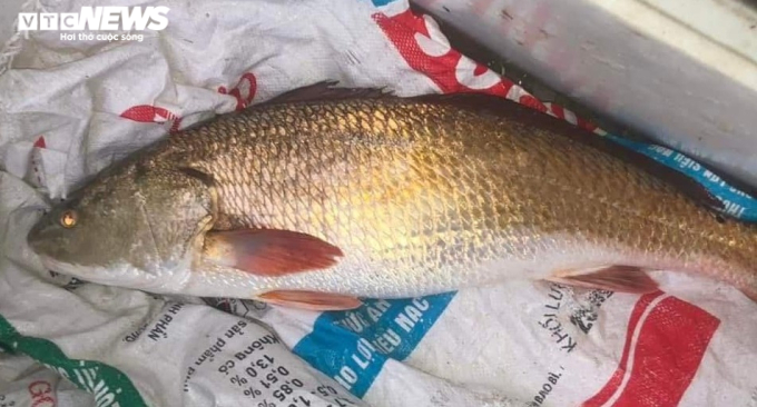 Ngư dân ở Hà Tĩnh bắt được cá 'lạ' gần 6kg nghi sủ vàng quý hiếm - 2