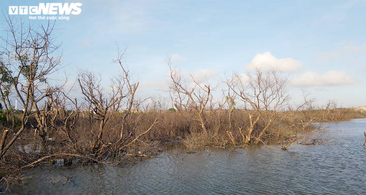 Cánh rừng phòng hộ chết khô ở Hải Phòng: UBND Thành phố chỉ đạo kiểm tra, xử lý - 2