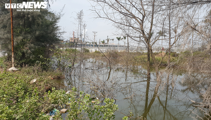 Ảnh: Ao tù khổng lồ bên cánh rừng phòng hộ chết khô ở Hải Phòng - 3