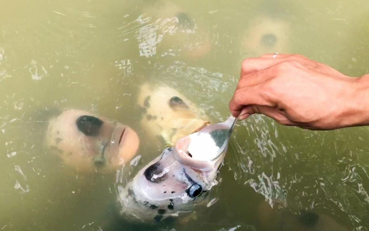Độc đáo cá ăn cơm bằng thìa, cá biết 'bú bình', vượt cạn lấy thức ăn ở miền Tây - 4