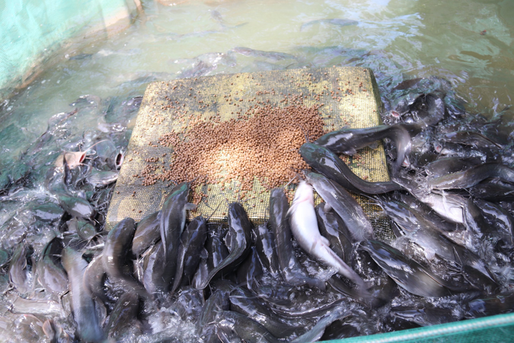 Độc đáo cá ăn cơm bằng thìa, cá biết 'bú bình', vượt cạn lấy thức ăn ở miền Tây - 1