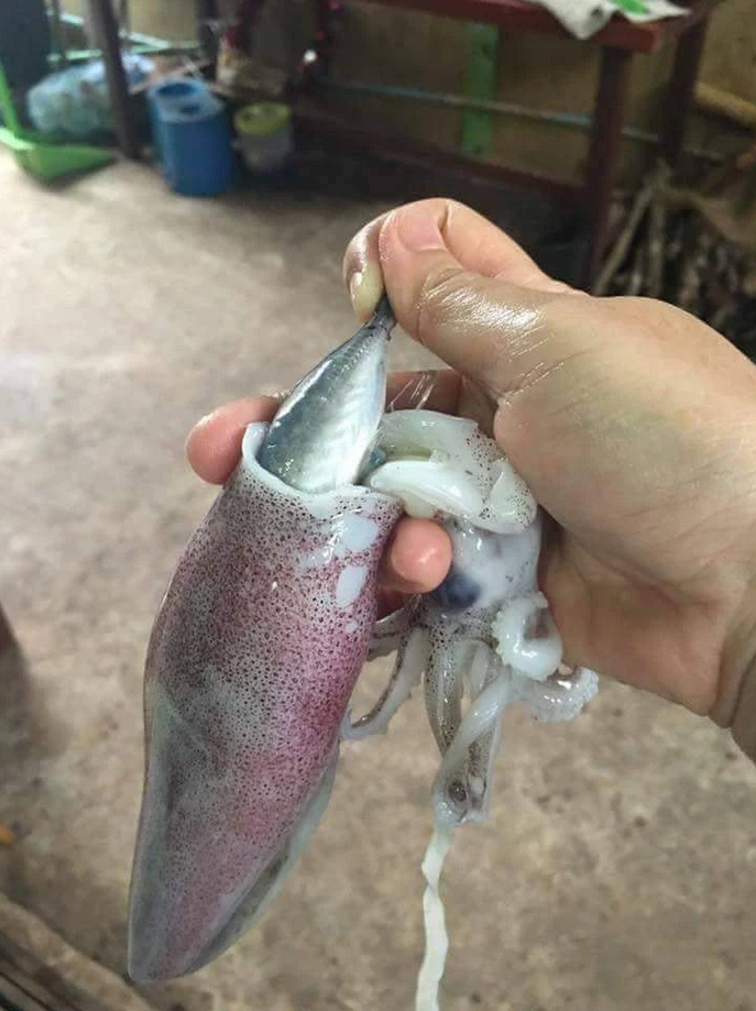 Hí hửng làm thịt mực, thanh niên chưng hửng khi thấy ‘quà khuyến mãi’ đính kèm - 1