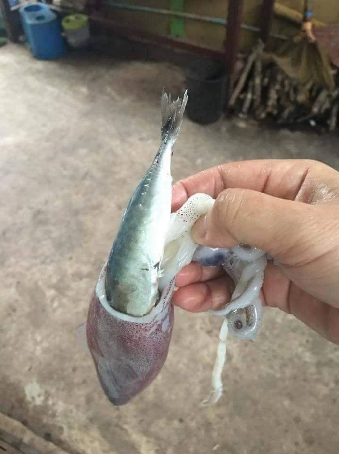 Hí hửng làm thịt mực, thanh niên chưng hửng khi thấy ‘quà khuyến mãi’ đính kèm - 2