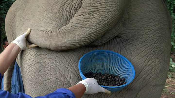 3 loại cà phê được làm từ phân động vật, giá lên đến vài chục triệu đồng/kg - 4