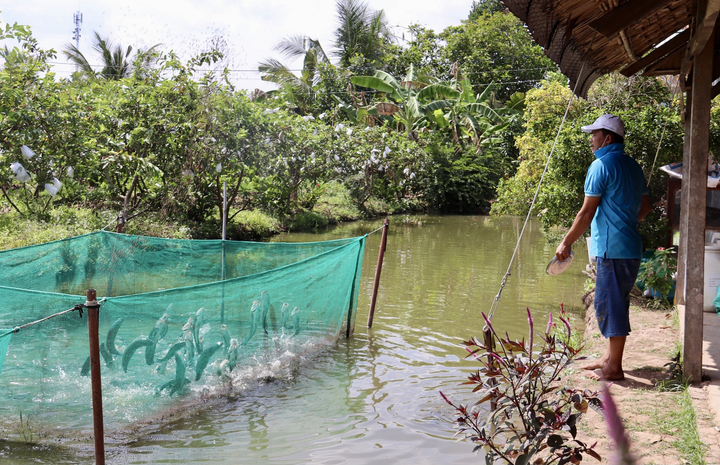 Độc đáo cá ăn cơm bằng thìa, cá biết 'bú bình', vượt cạn lấy thức ăn ở miền Tây - 3