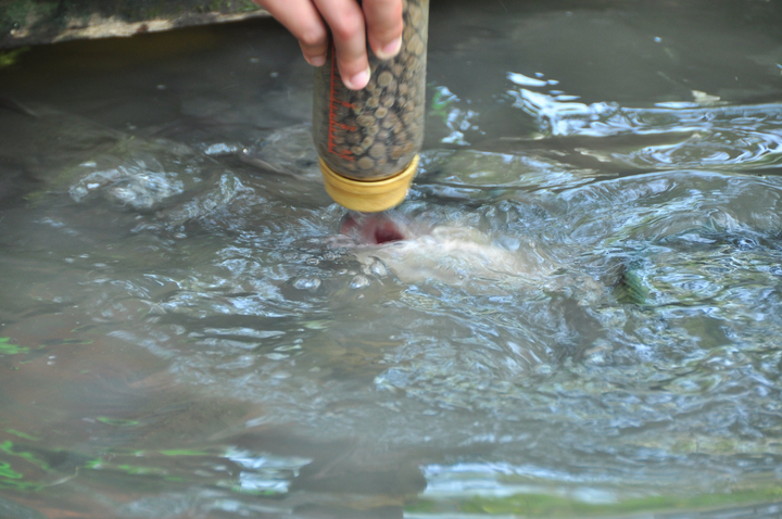 Độc đáo cá ăn cơm bằng thìa, cá biết 'bú bình', vượt cạn lấy thức ăn ở miền Tây - 2