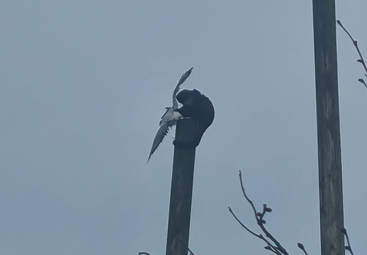 Khỉ leo lên cột cao 7 m, tóm sống mòng biển - 1