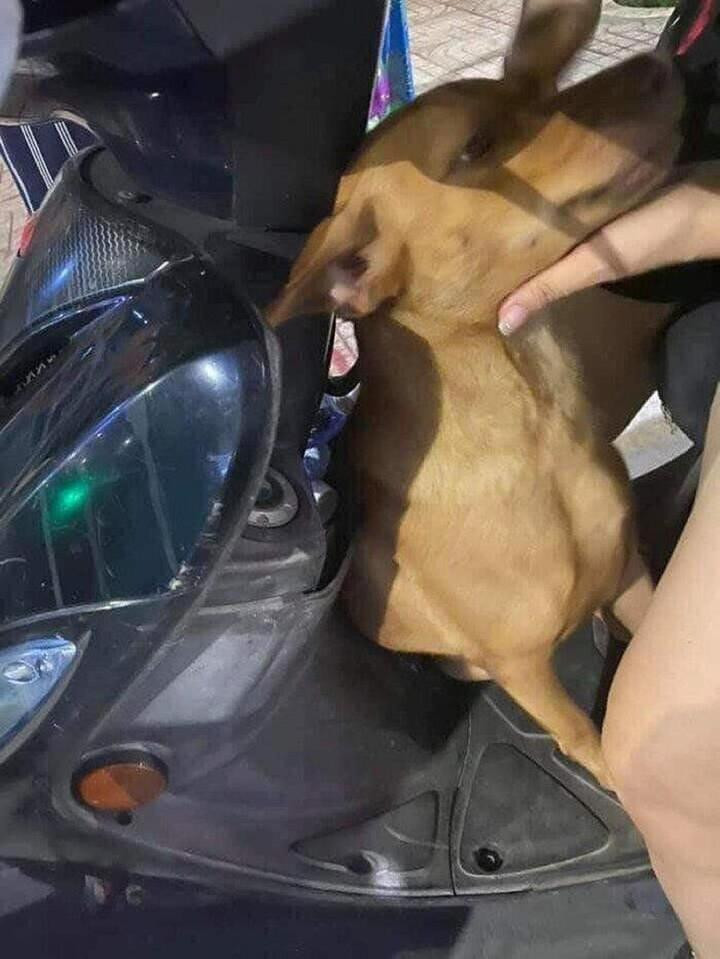 Mải chơi với mèo nên bị lạc, 'thị' chó chạy thẳng lên đồn công an ‘báo án’ - 3