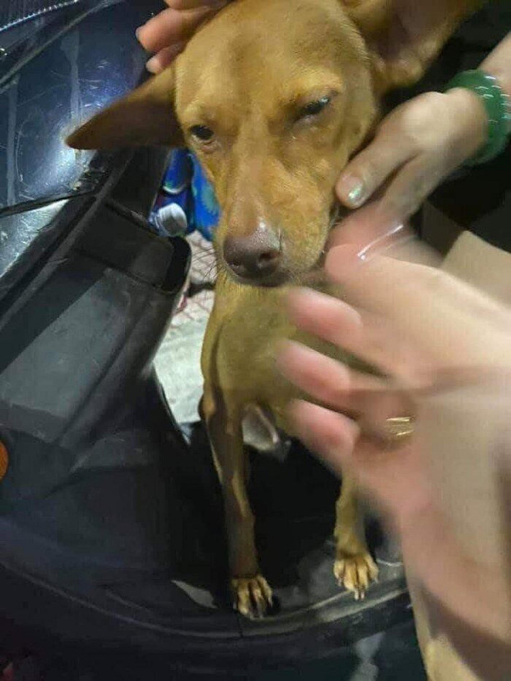 Mải chơi với mèo nên bị lạc, 'thị' chó chạy thẳng lên đồn công an ‘báo án’ - 4