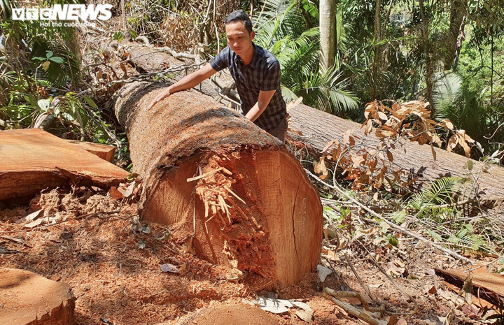 Rừng ở Kon Tum bị lâm tặc 'xẻ thịt': Tỉnh chỉ đạo kiểm tra, làm rõ sai phạm - 1