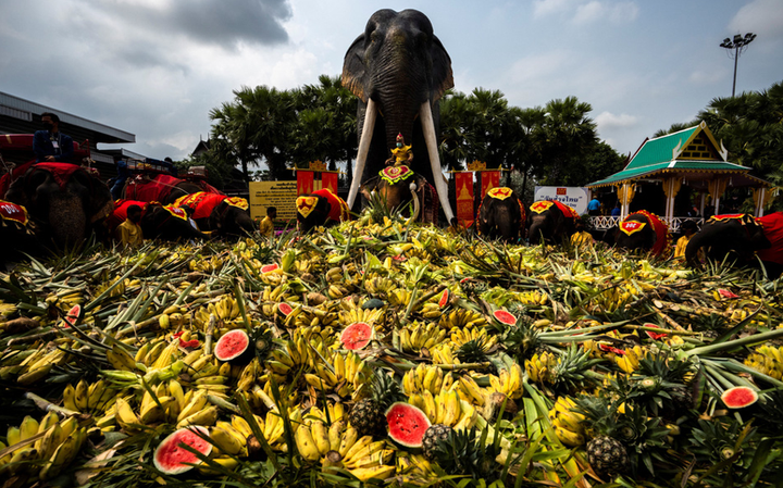 Thái Lan mở tiệc buffet 2 tấn trái cây chiêu đãi đàn voi 60 con - 1