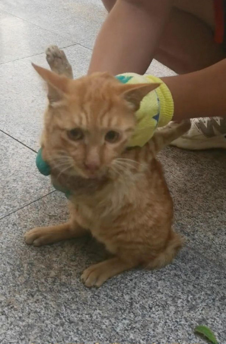 Chú mèo hoang 2 chân uốn cong lên kỳ lạ, lý do kinh hoàng phía sau gây bức xúc - 3