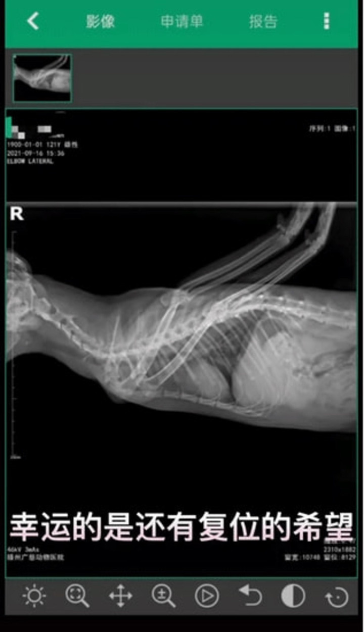 Chú mèo hoang 2 chân uốn cong lên kỳ lạ, lý do kinh hoàng phía sau gây bức xúc - 5