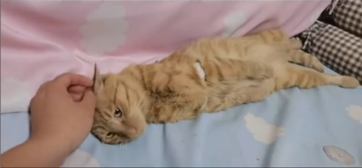 Chú mèo hoang 2 chân uốn cong lên kỳ lạ, lý do kinh hoàng phía sau gây bức xúc - 6