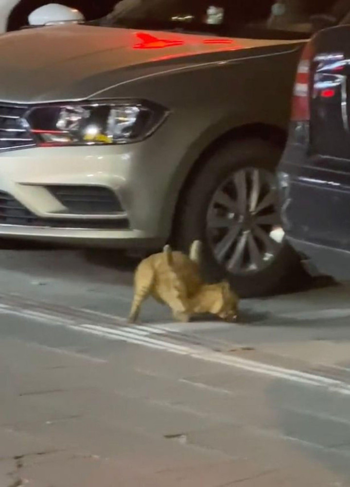 Chú mèo hoang 2 chân uốn cong lên kỳ lạ, lý do kinh hoàng phía sau gây bức xúc - 1