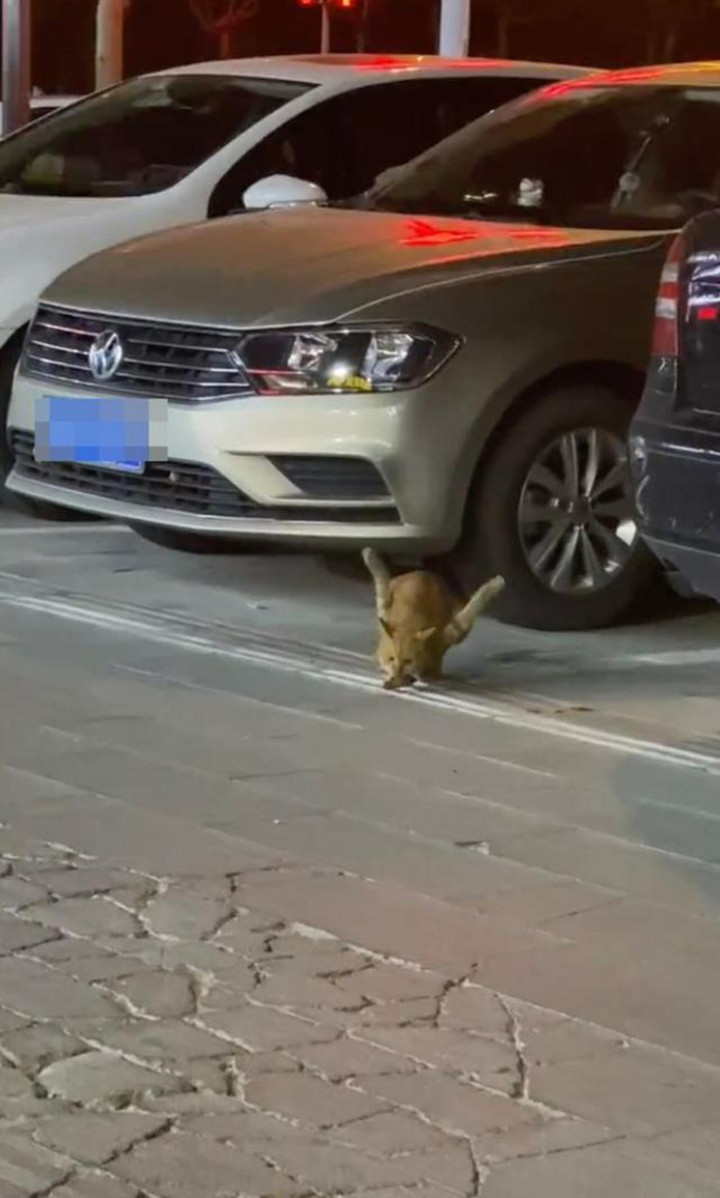 Chú mèo hoang 2 chân uốn cong lên kỳ lạ, lý do kinh hoàng phía sau gây bức xúc - 2