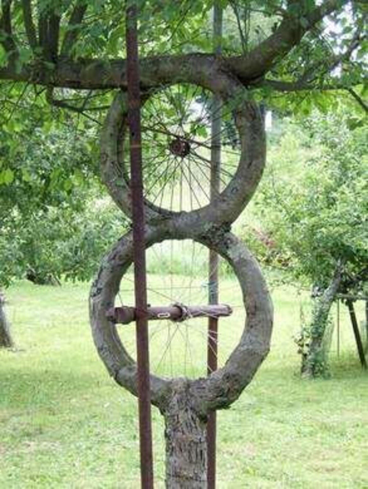 Những dáng cây mọc 'ngang trái' có một không hai gây kinh ngạc - 4