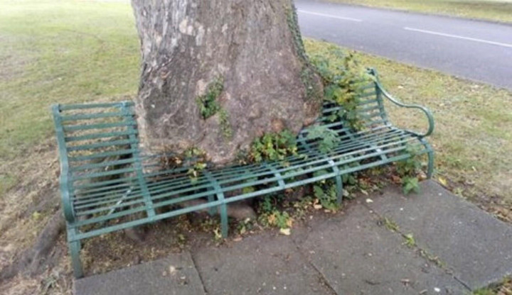 Những dáng cây mọc 'ngang trái' có một không hai gây kinh ngạc - 6