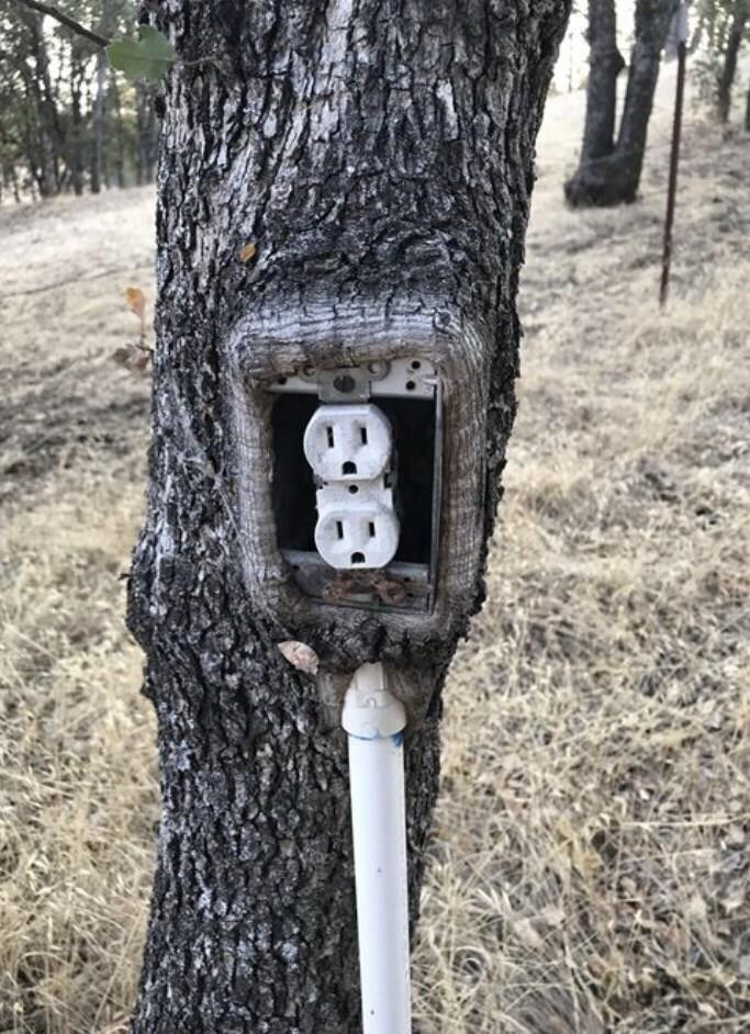 Những dáng cây mọc 'ngang trái' có một không hai gây kinh ngạc - 9